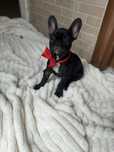 Pui Bulldog Francez