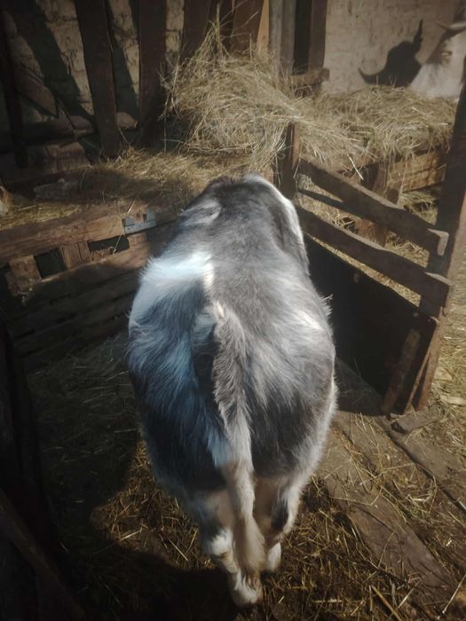 Vând vițel de belga