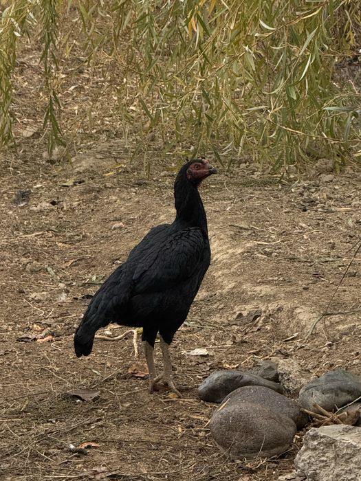 Makyon tovuqlar (boboq tovuqlar)