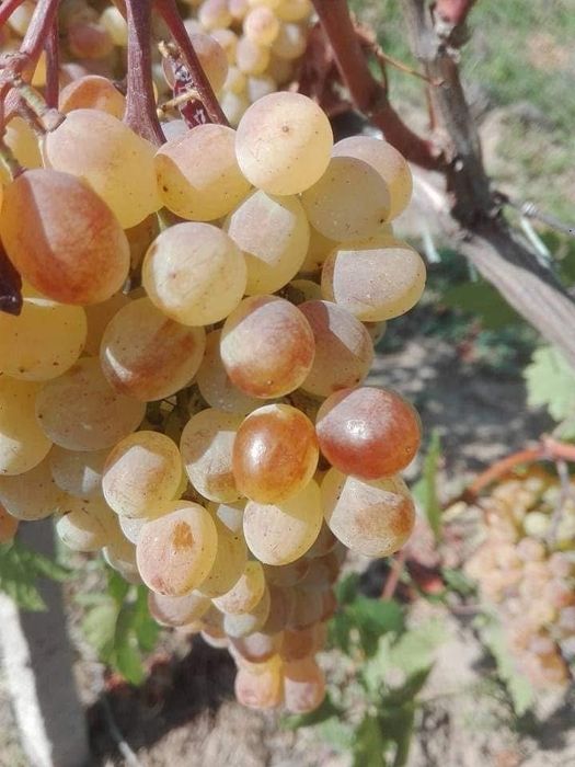 Продавам  грозде  собствено  производство