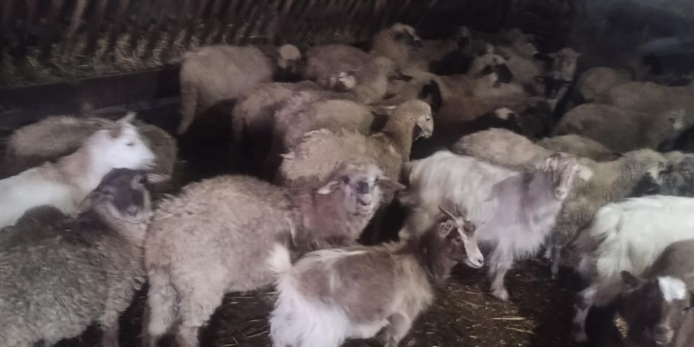 Vând carlani pentru pastrama