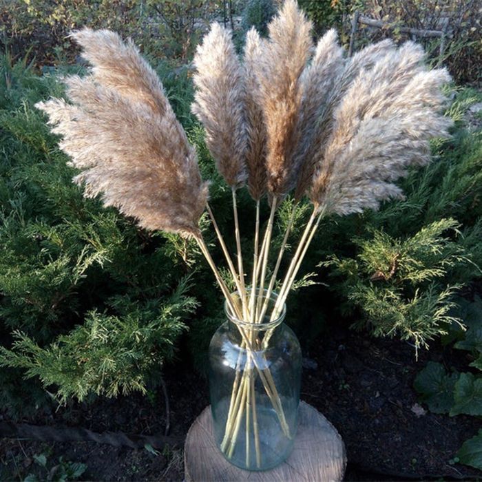 Pampas uscat  natur