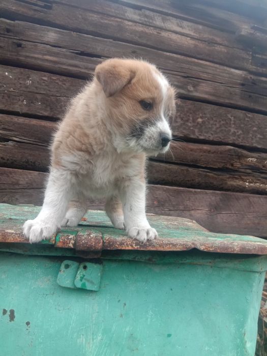 Отдам щенка в добрые руки