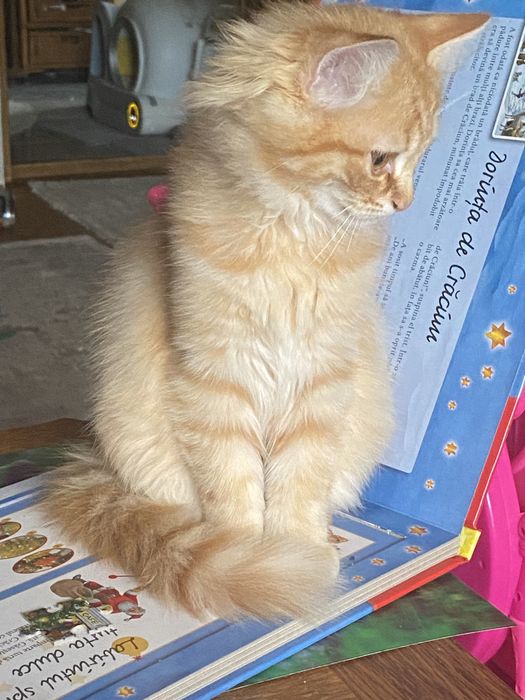 Ragdoll flame motanel 2,2 luni