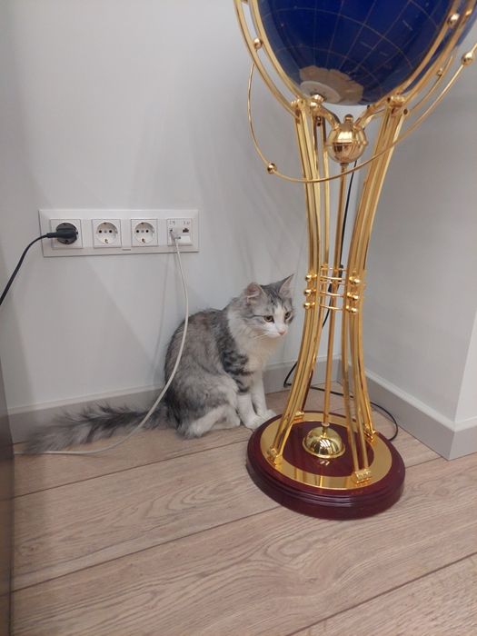 Котенок мальчик кастрированный  Ташкент