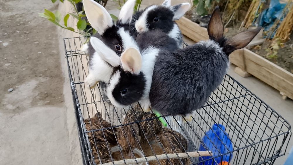 Parodali quyonlar pandacha