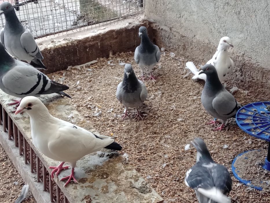 Porumbei voiajori de vînzare