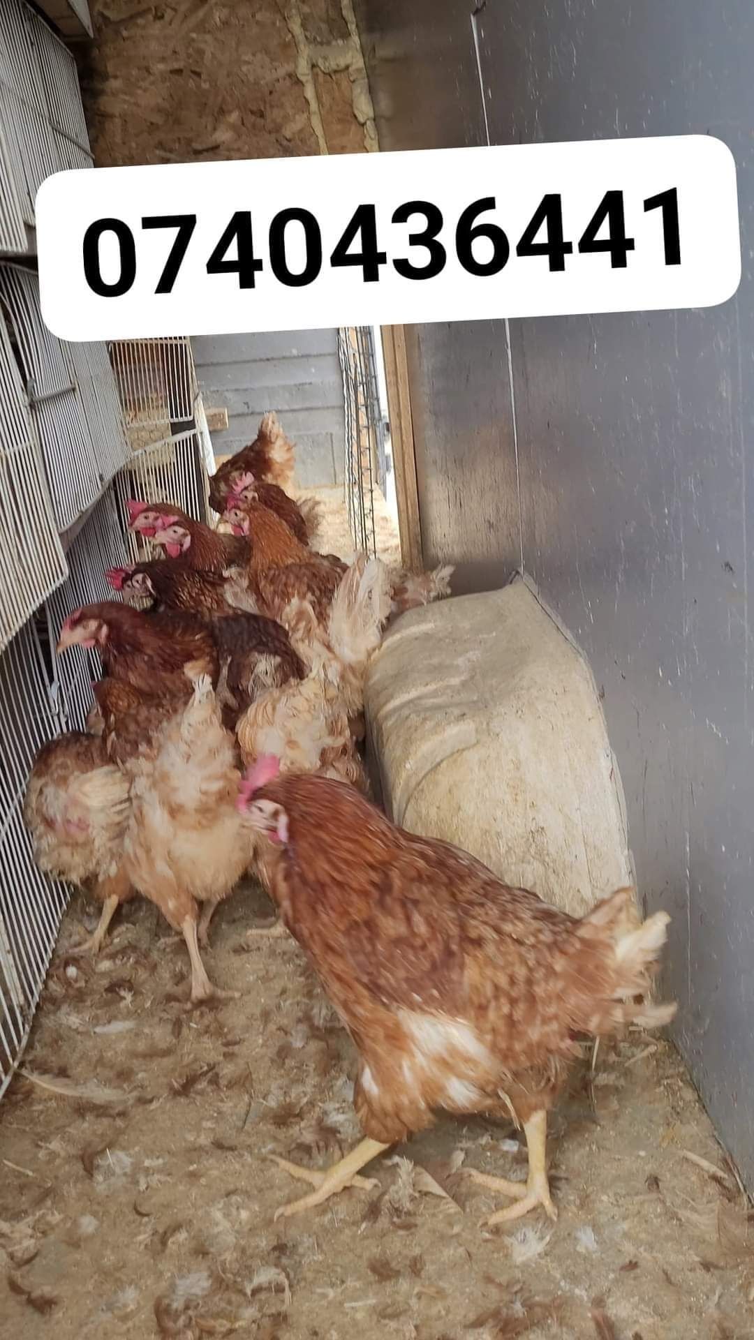 Gaini rosii outoare *OFERTA*