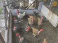 Găini și pui gât golaș de transilvania
