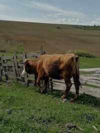 Vacă balțată românească