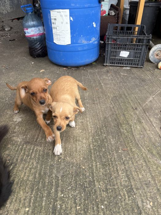 Пинчери търсят новия си дом