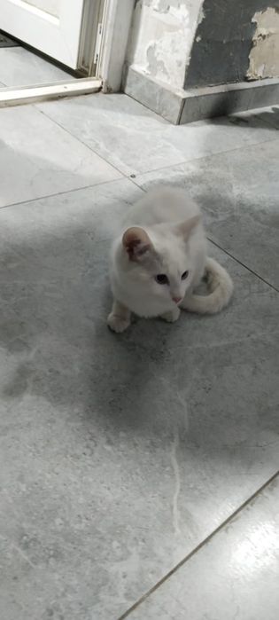 Котик ищет  дом !!!