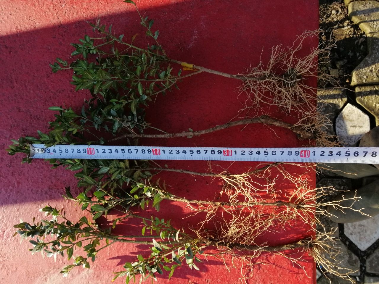 buxus sempervirens pomisori de gard viu ornamental