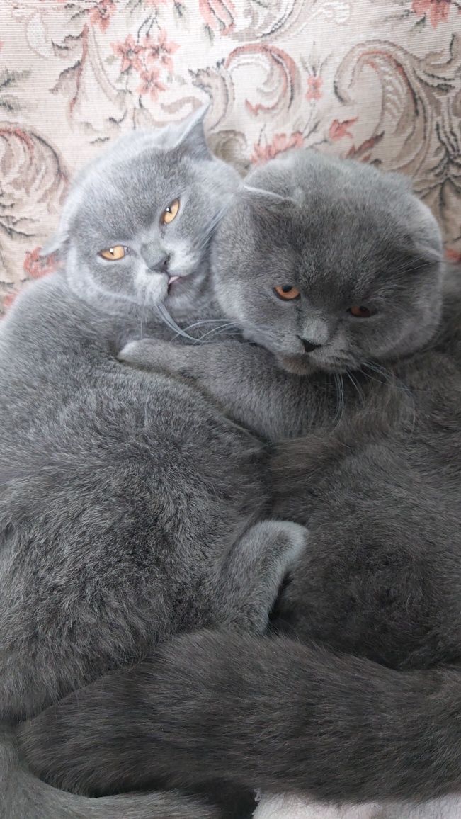 Срочно Продаётся скотиш фолд мальчик