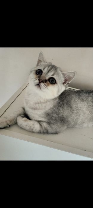 British short hair