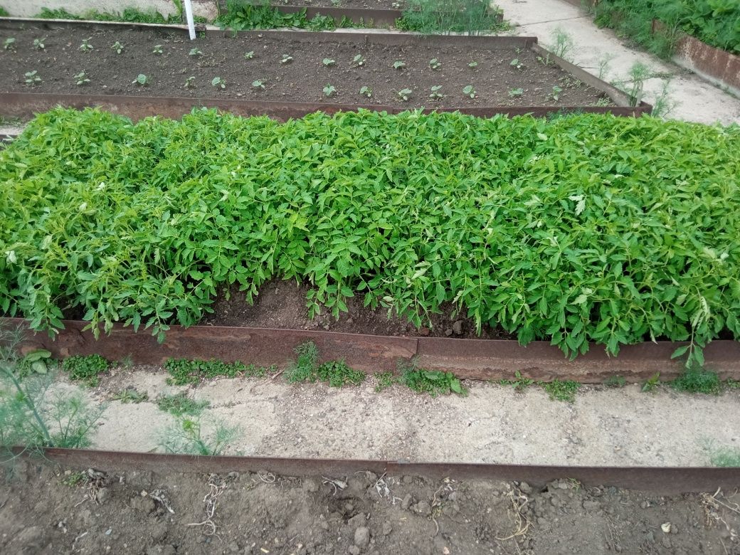 Продам рассаду помидор
