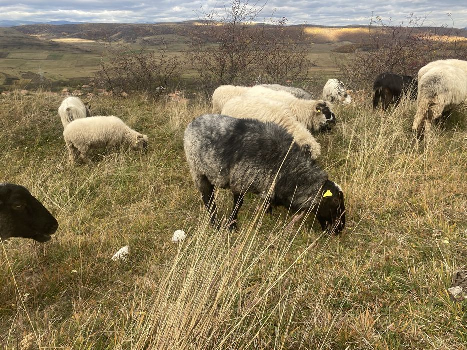 Berbec Romanov din martie 2024