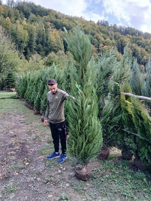 Tuia leylandi gard veșnic verde