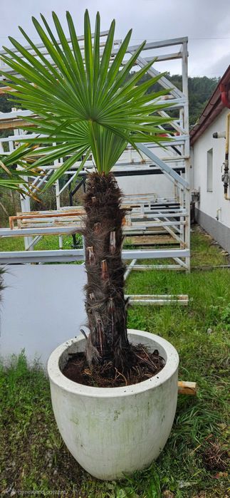 Palmieri maturi in ghiveci mare