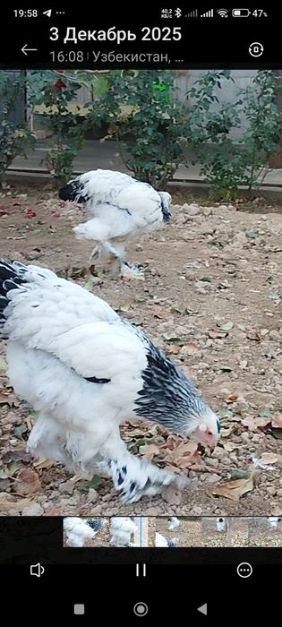 Светлий брама товуқлари.