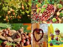 Ghinde de stejar castane comestibile si salbatice fructe maces paducel