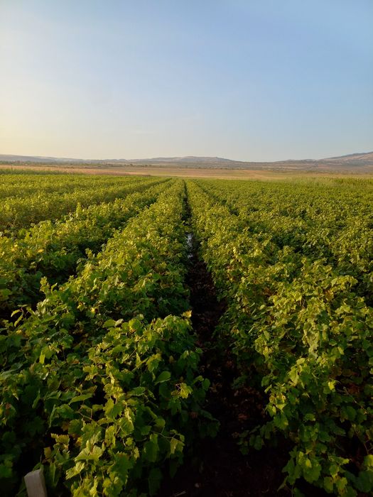 Butasi vita de vie și pomi fructiferi