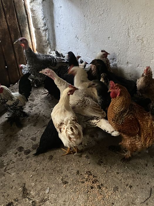 Pui de tara scoti la closca