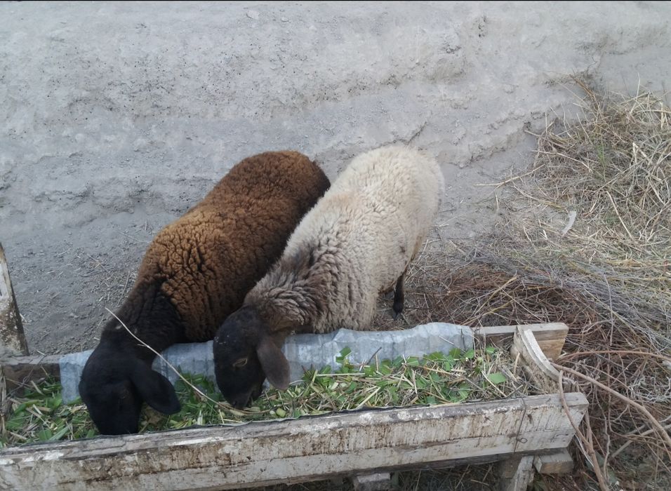 Hisori qo'ylar sotiladi