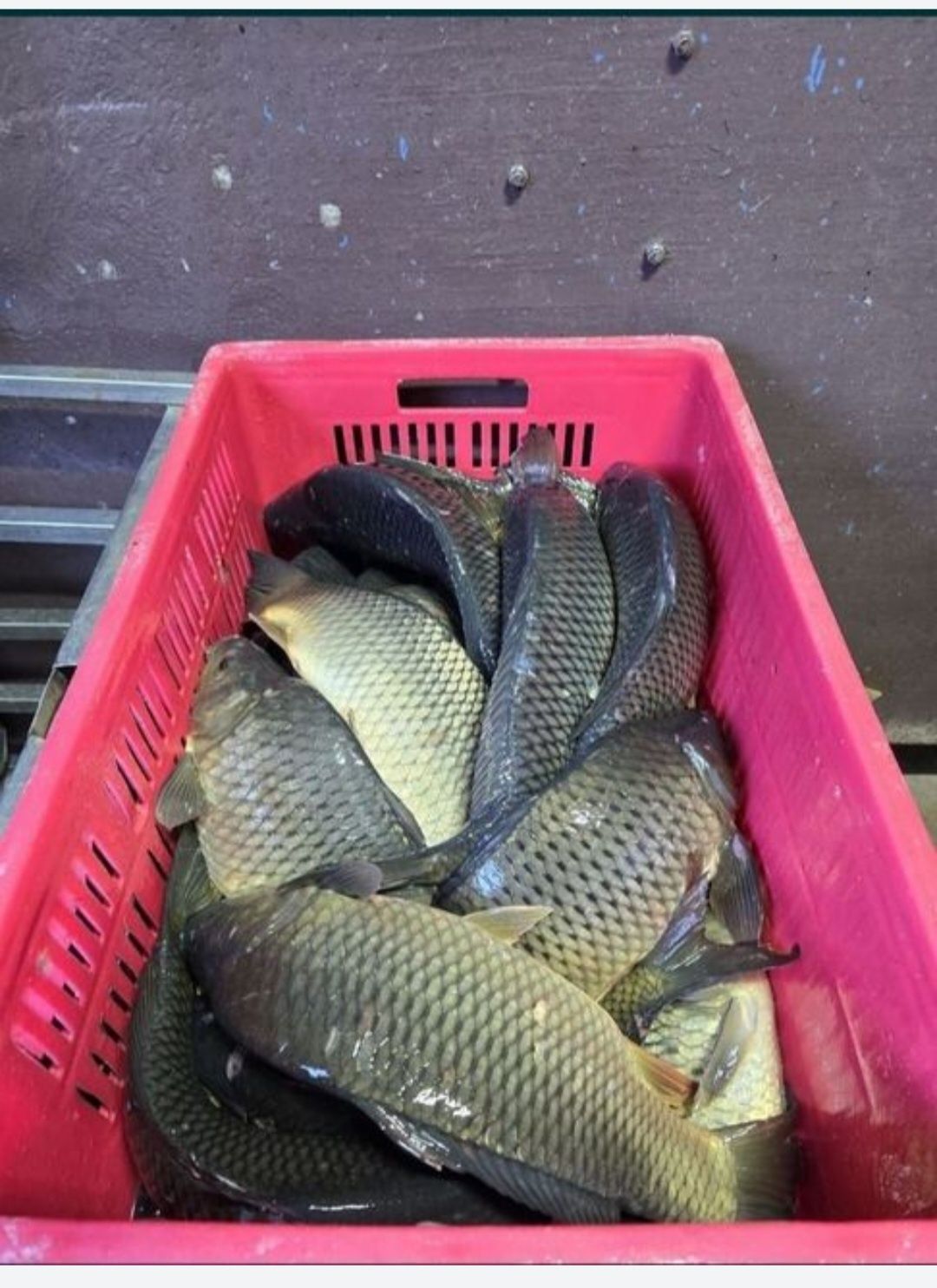 Vând Crap Viu 1,5-3 Kg