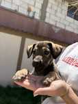 Donez metis cane corso