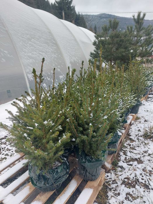 Pachet 50 buc. Mixt- 5 specii brad american la ghiveci 5L- H 60-90cm