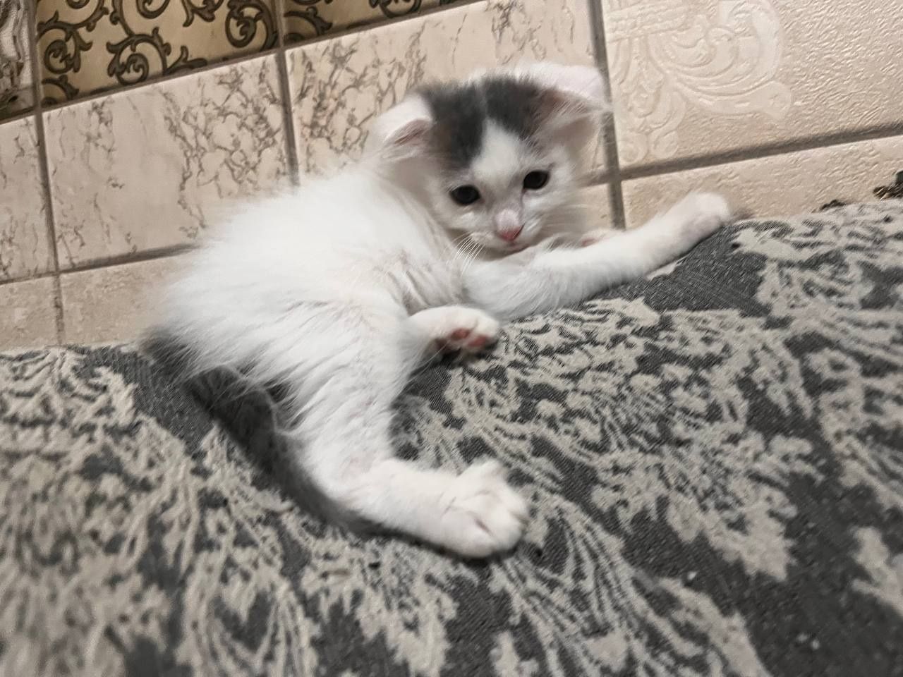 Котёнок вислоухий