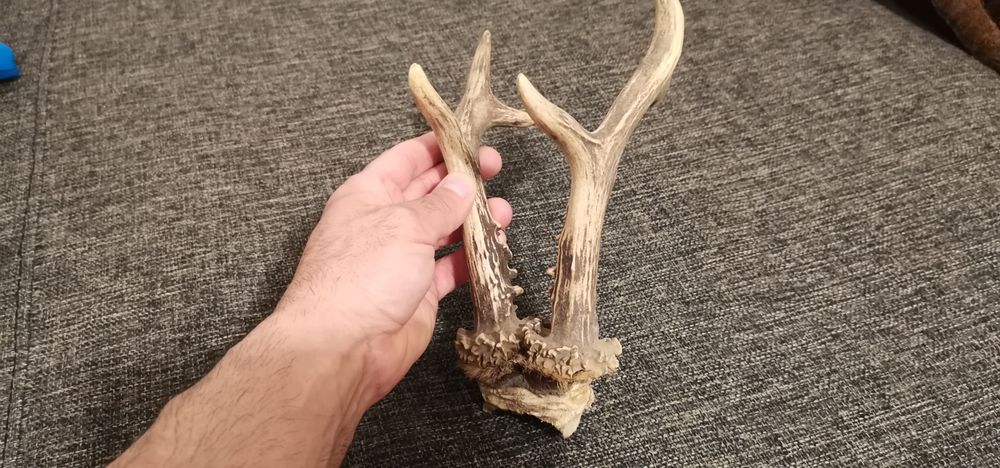 Trofeu coarne caprior