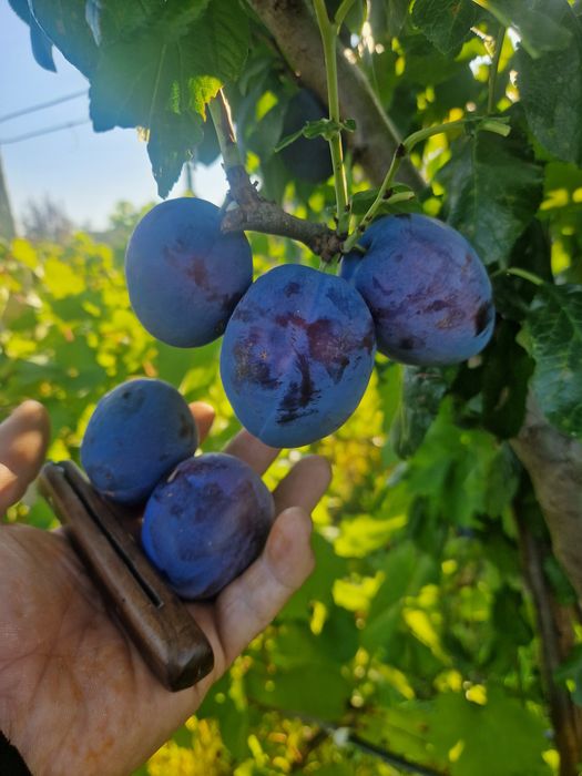 Pomi fructiferi de la producător