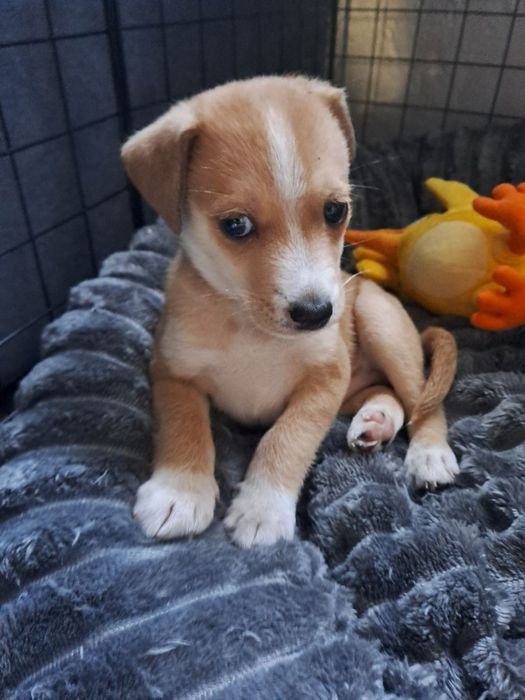 Подарявам малко куче