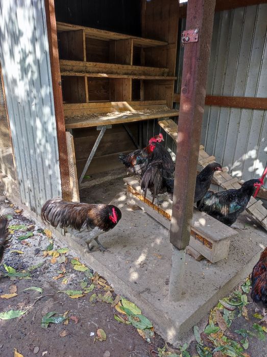 Vând cocoși Australorp și Marans