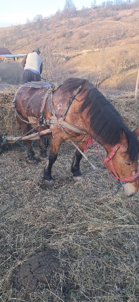 Vand cal bun proba la fata locului
