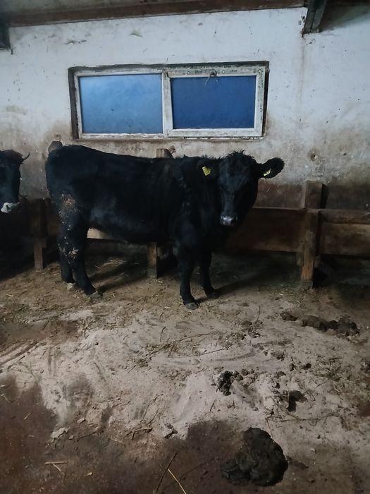 Junica gestanta angus