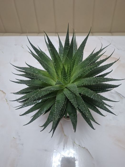 Комнатные цветы - Хавортия