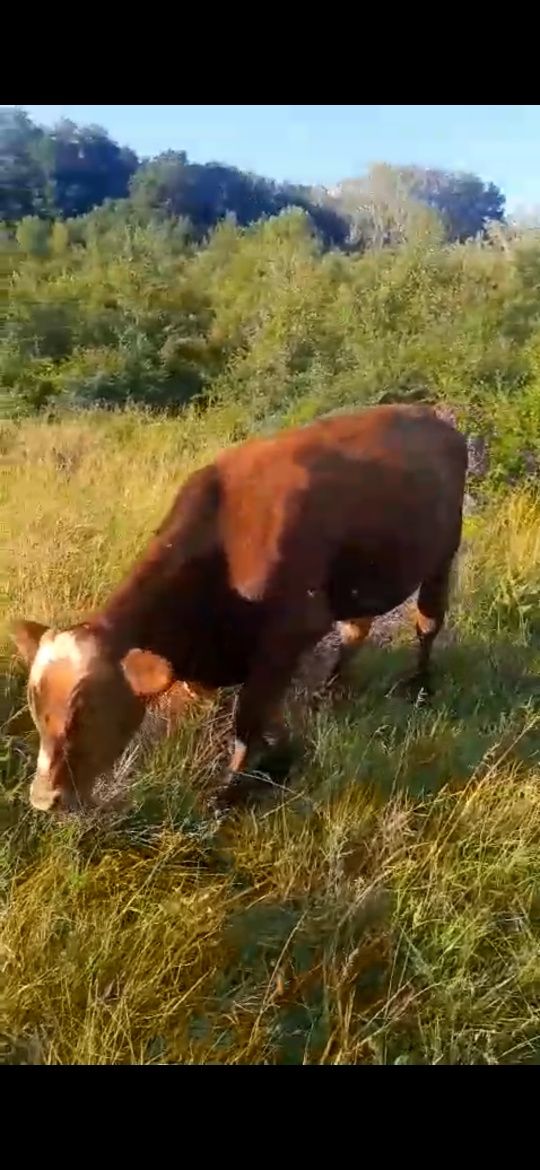 Vând 6 tăurasi vârsta 8luni și 1an jumătate