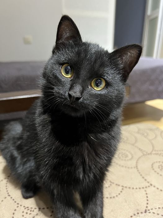 Ищем любящий дом котенку цыпленку