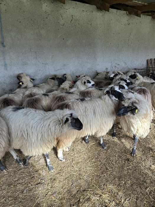 Vînd oi țurcane de ținut