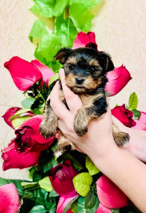 Мини йоркширский терер