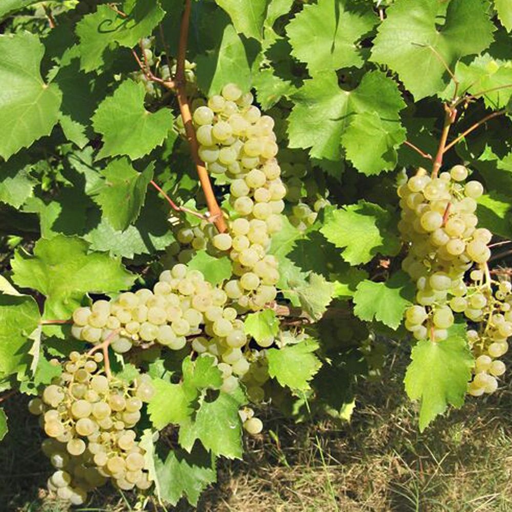 Vita de vie Nobila  soiuri albe de vin