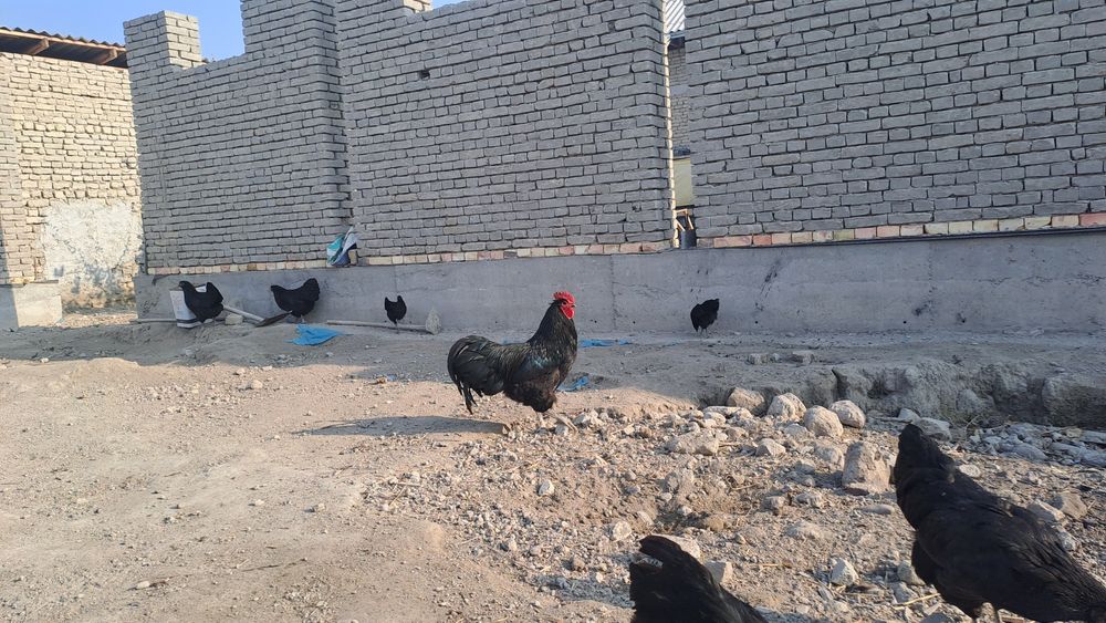 Astralop xoʼroz sotiladi