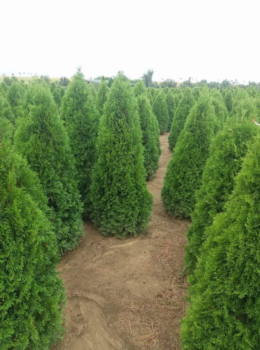 Vînd plante ornamentale .mesteacăn.tuia.teii.brazi