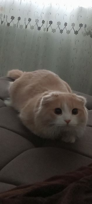 Вислоухие кот для вязки!