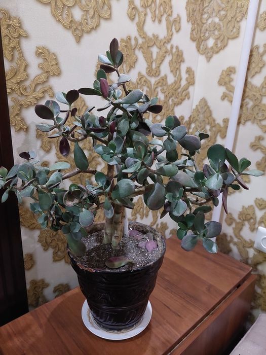 Денежное дерево взрослое