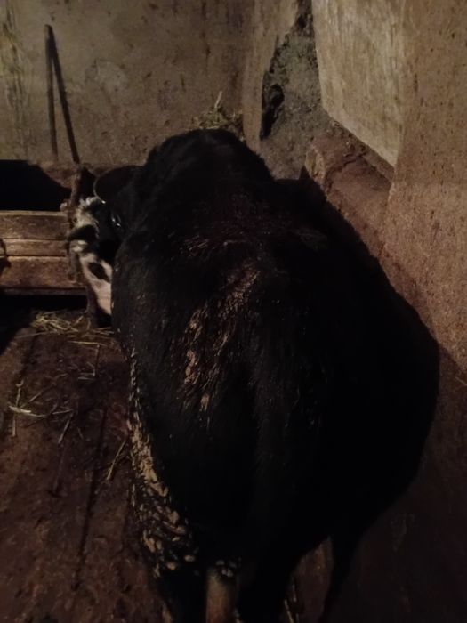 Продаются быки 2 годовалые