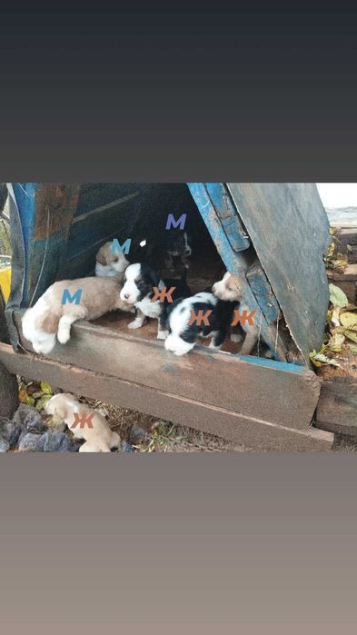 Подарявам най-сладките кученца